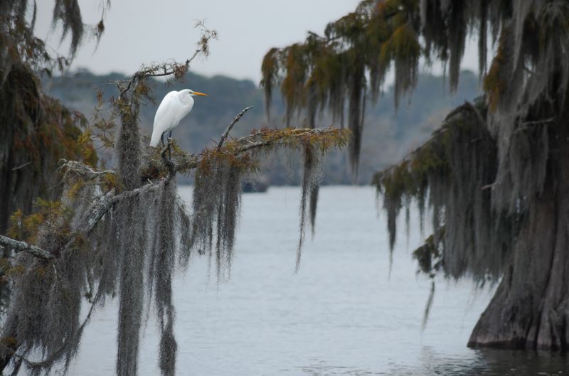кипарисы, цапля, болота, луизиана, сша, руэкспедишн, путешествия Кипарисовые болота Луизианыphoto preview