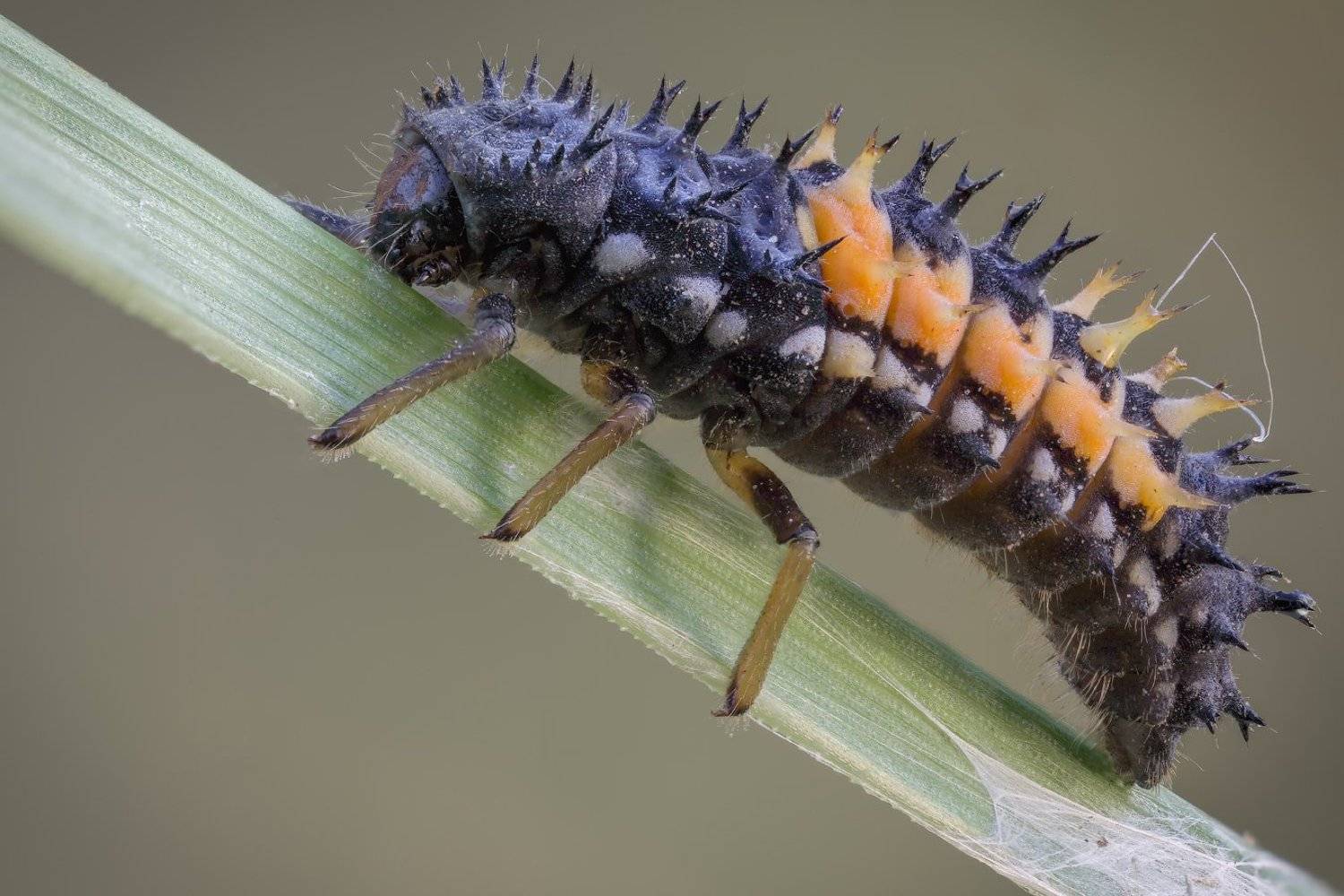 , Вадим Ходаковский