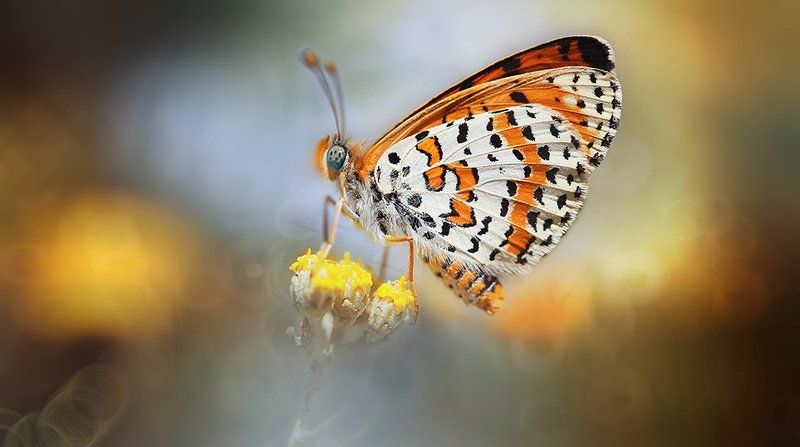 Alone...photo preview