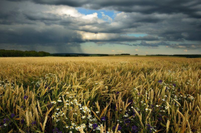 Прошла гроза...вздохнули травыphoto preview