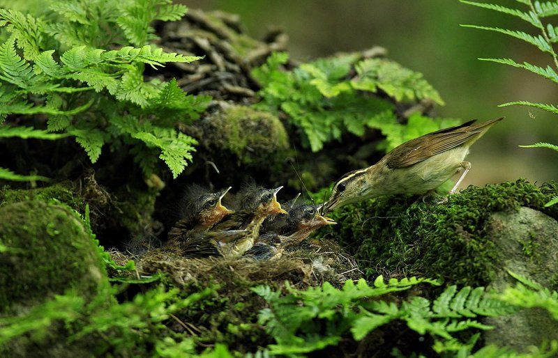 Urosphena squammeiceps (Asian  Stubtail)photo preview