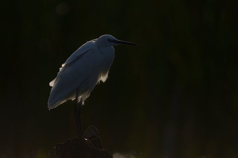 Little egretphoto preview