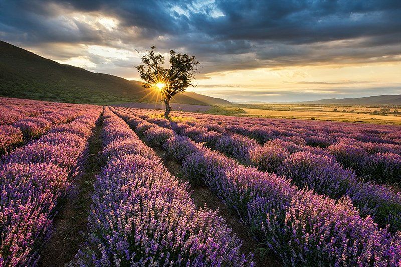 Lavender fieldphoto preview