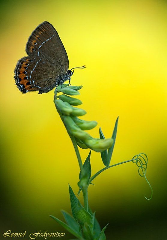 Июньский луговой сюжетphoto preview