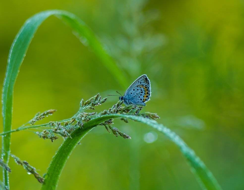 Я так хочу,чтобы лето не кончалось.... Автор: Germanic , Germanic