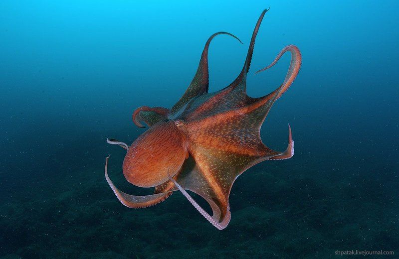 Осминожек Дофлейна. Фазы полета.photo preview