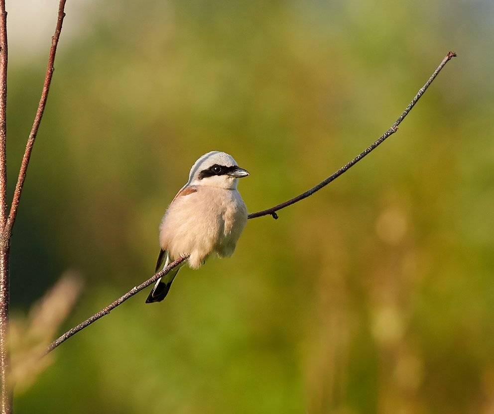 lanius collurio, red-backed shrike, жулан, жулан обыкновенный, Alexey Gnilenkov