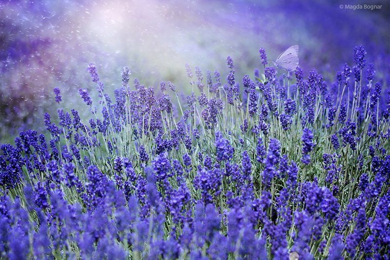 Blue Gardenphoto preview