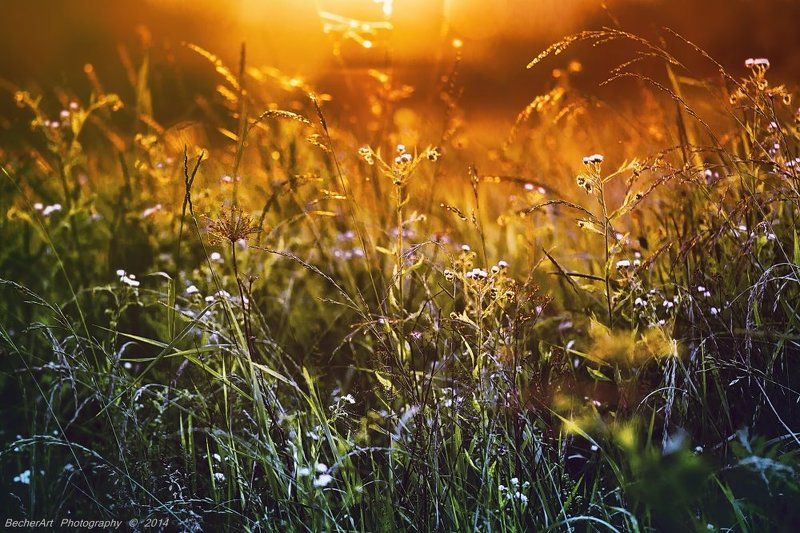 Celestial Summer VIphoto preview