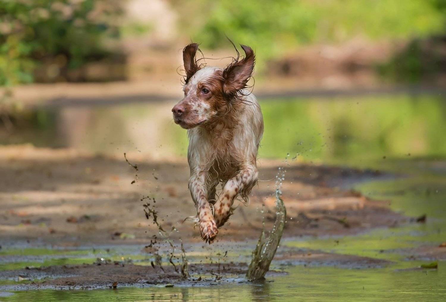 Левитация. Автор: Александр Чибиркин Английский сеттер, Вода, Прогулка, Река, Собака, Собака в движении, Собака в прыжке, Александр Чибиркин