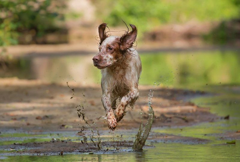 Английский сеттер, Вода, Прогулка, Река, Собака, Собака в движении, Собака в прыжке Левитацияphoto preview