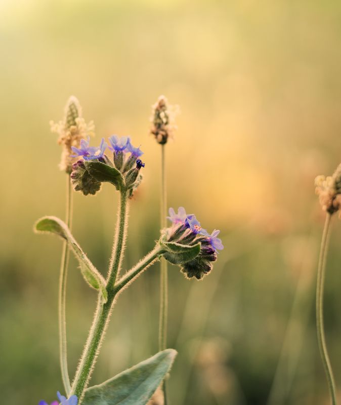 Carmine Meophoto preview