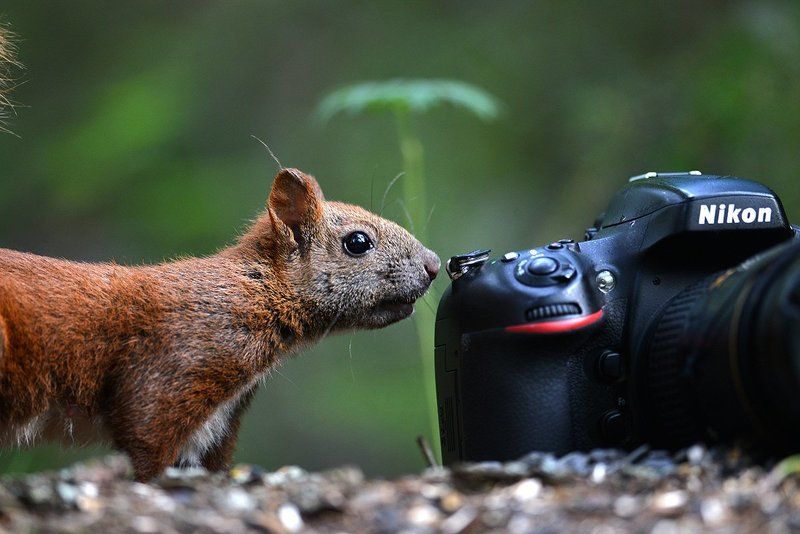 белка, фотоаппарат Белка и \
