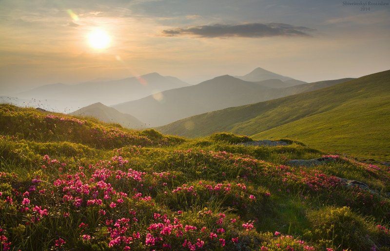 Квітка полониниphoto preview