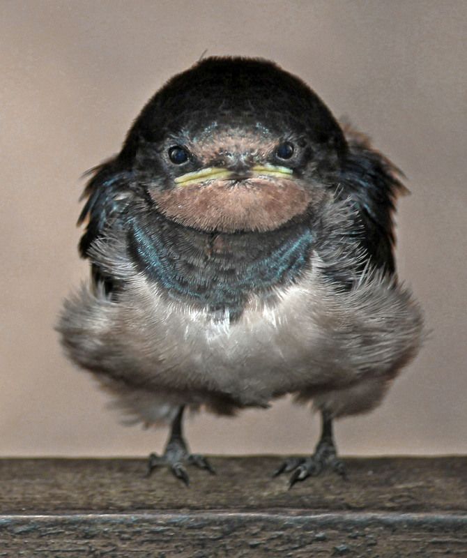 БаРеЛинаphoto preview