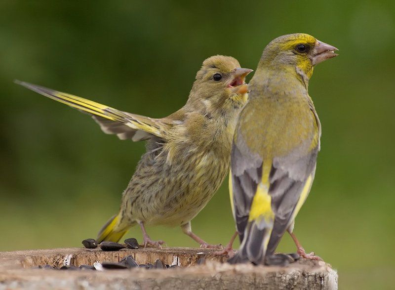 Кормящий отецphoto preview