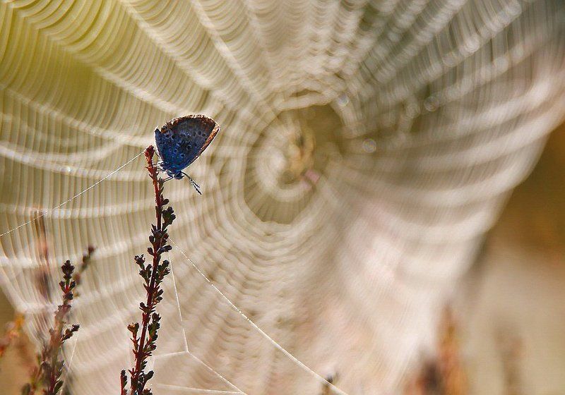 Туманное утро.photo preview