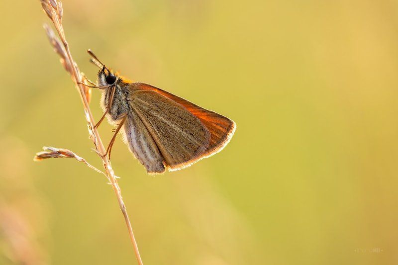 Летний вечерphoto preview