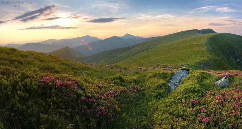 Горы, Карпати, Ростислав. Квіткова Чорногораphoto preview