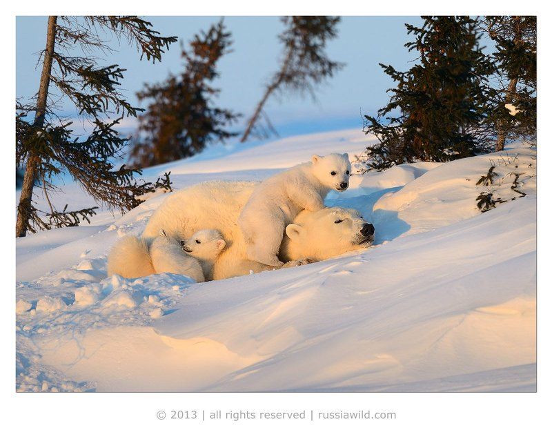 Высоко сижу, далеко гляжу !photo preview