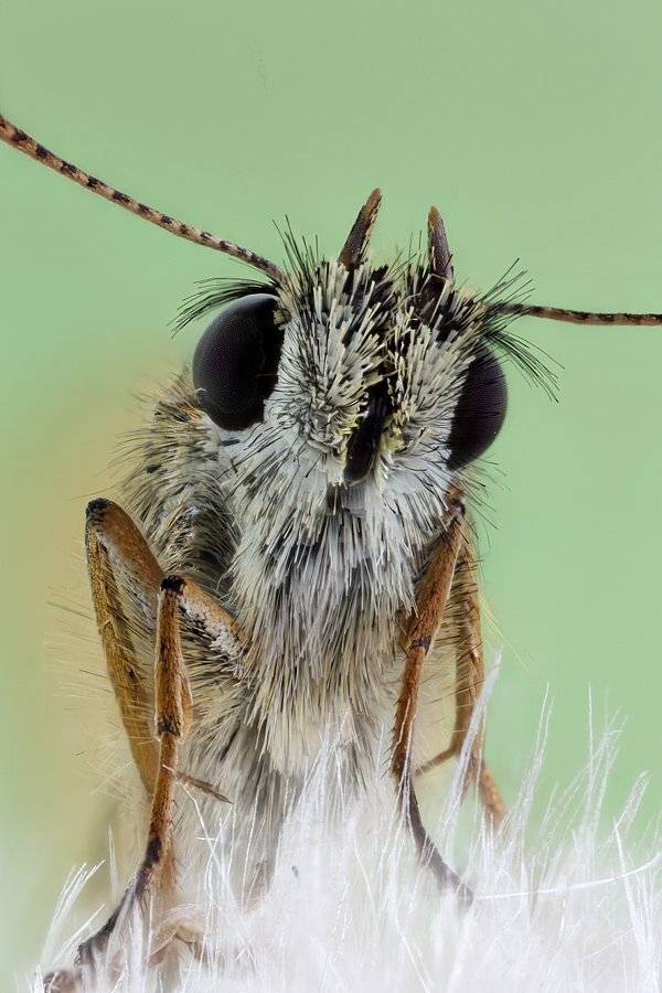 Портрет толстоголовки. Автор: Сергей Таланов , Сергей Таланов