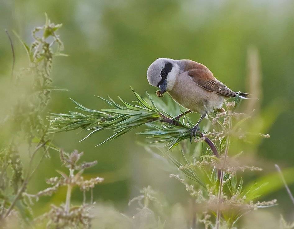 жулан, жулан обыкновенный, Alexey Gnilenkov