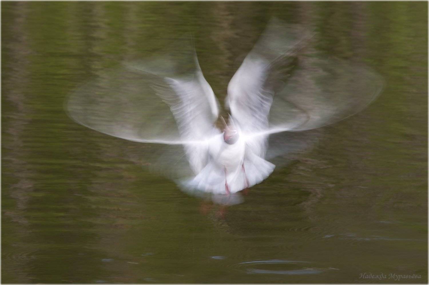 Larus, Ridibundus, Ангел, Демон, Озёрная, Чайка, Надежда Муравьёва