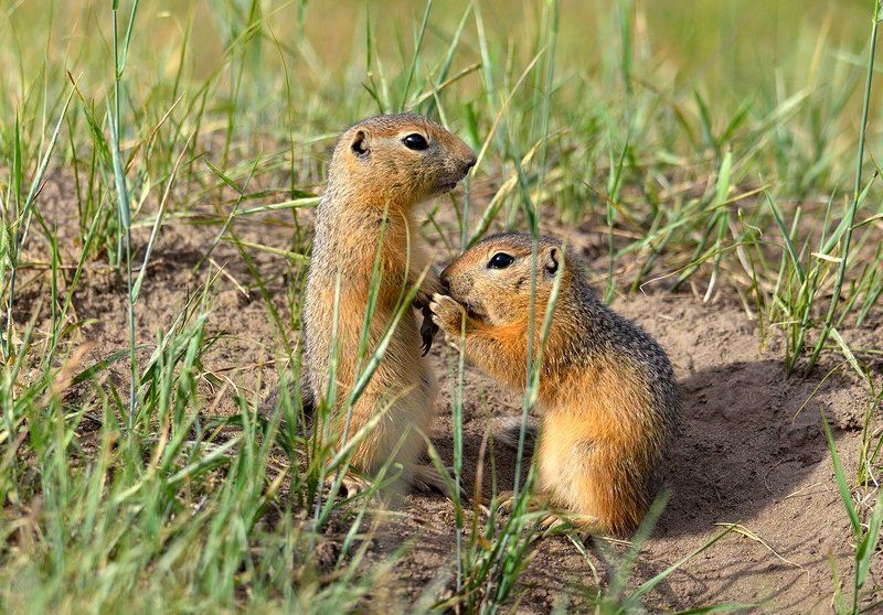 суслик, якутия, животные Целую Ваши... лапкиphoto preview