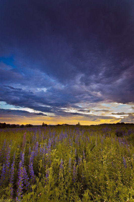 Clouds, Clouds decline flowers landscape, Decline, Flowers, Landscape, Sky, Прокопьевск Вечернее небо.photo preview