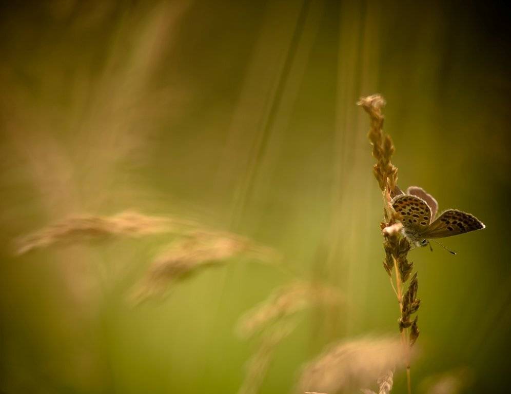 Летние фантазии.... Автор: Germanic , Germanic