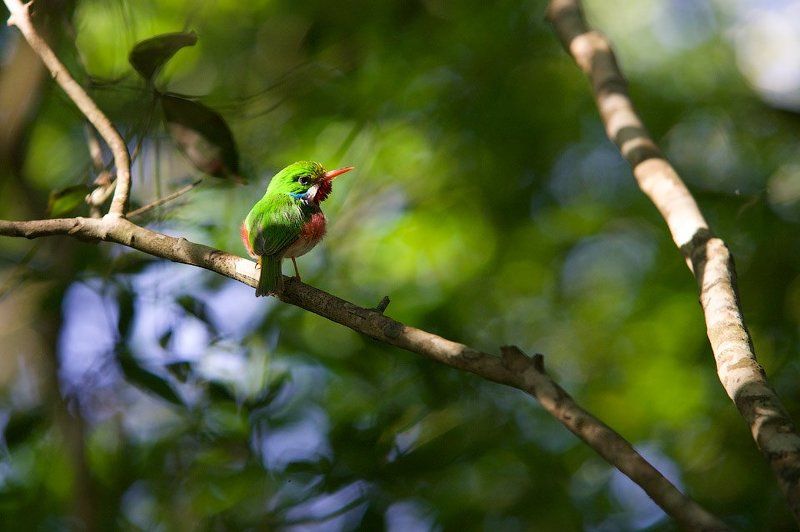куба, заповедник, национальный парк, cienaga de zapata, птицы Птички сапатских болотphoto preview