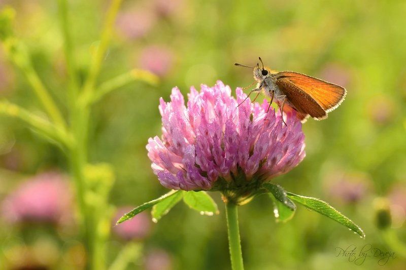 lepidoptera Thymelicus sylvestrisphoto preview