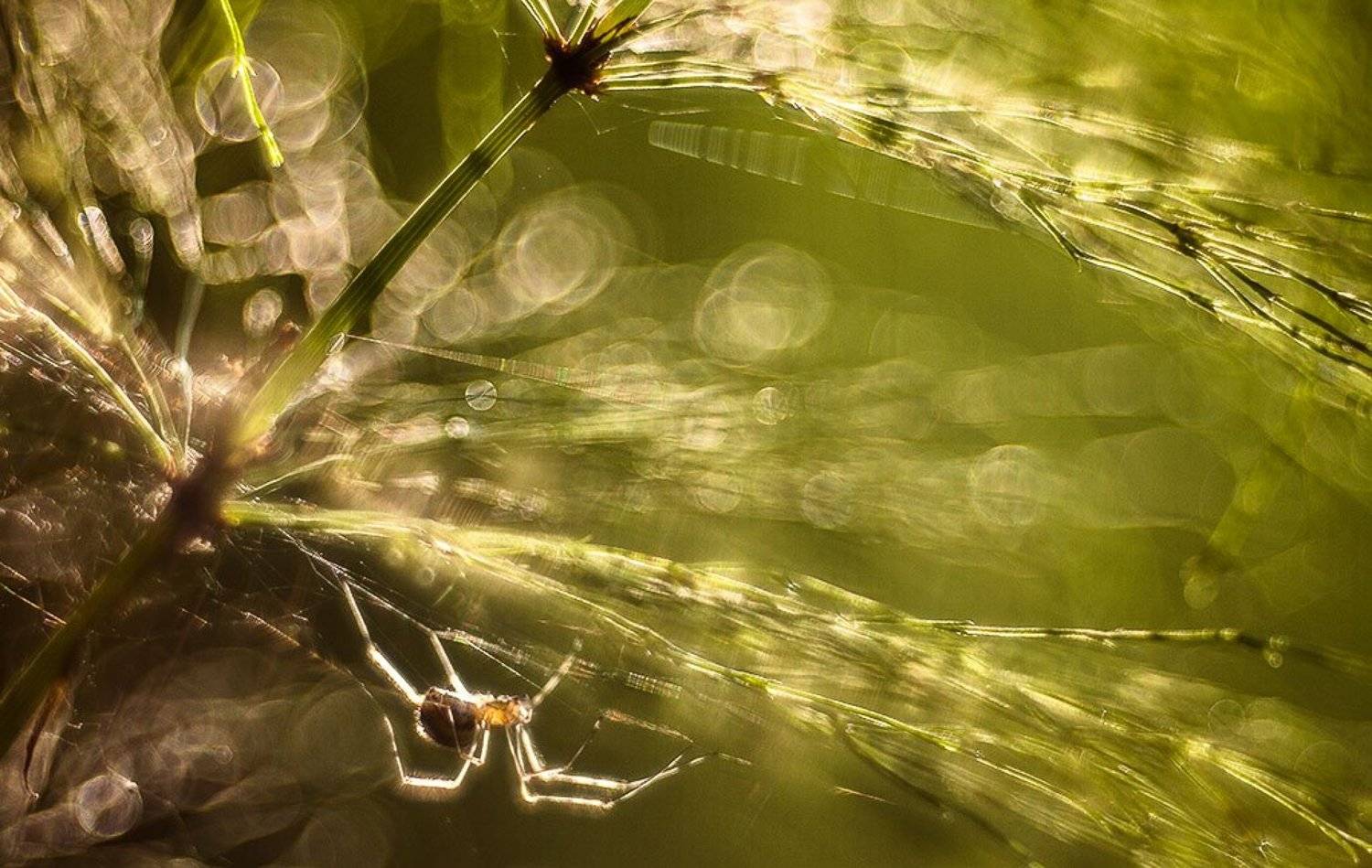про паучка в солнечный вечер. Автор: Юлия Втюрина паук, блики, Юлия Втюрина