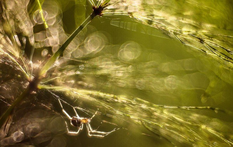 паук, блики про паучка в солнечный вечерphoto preview