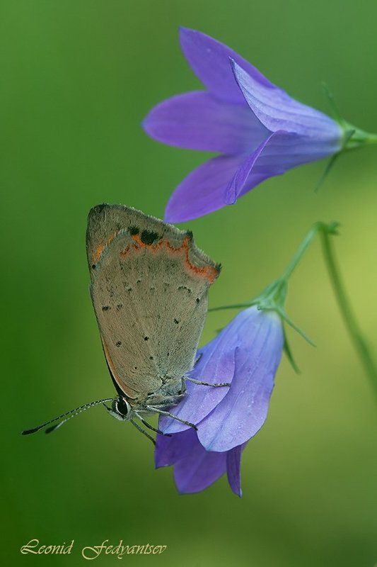 Июльский луговой сюжетphoto preview