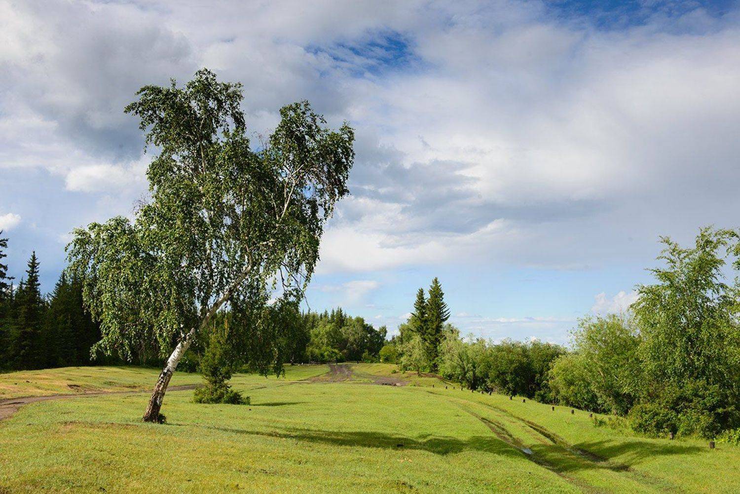 береза, якутия, alexdersu