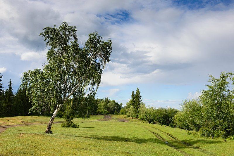 береза, якутия Берёзаphoto preview