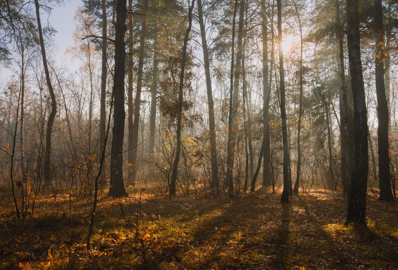 лес осень октябрь туман свет лучи рассвет Когда осень нам благоволитphoto preview
