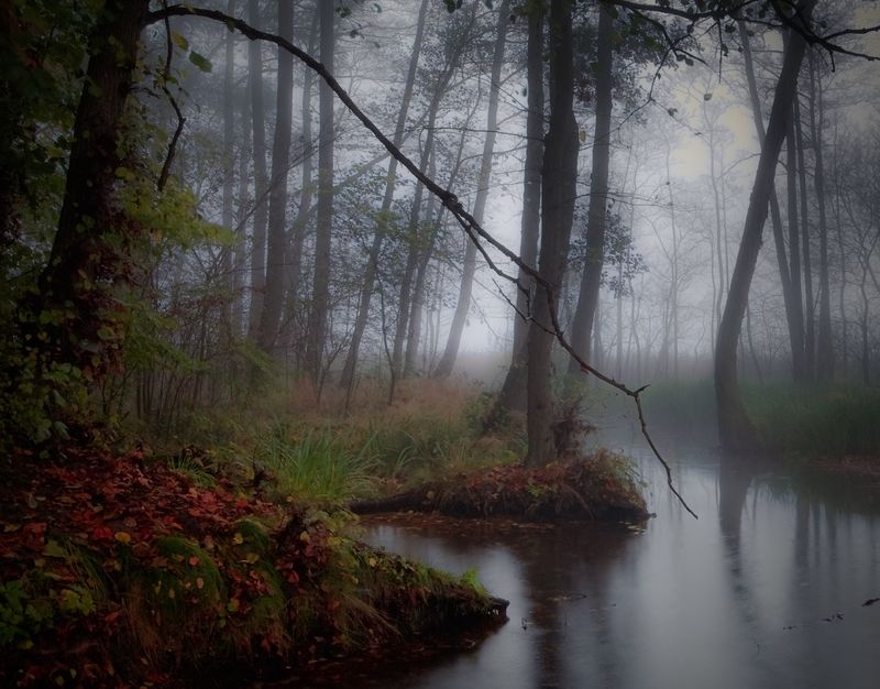 wetlands...photo preview