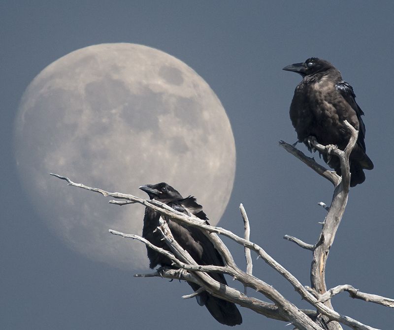 ворон луна Tanichev *** фото превью