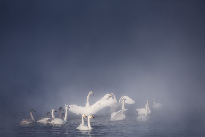 Танецphoto preview