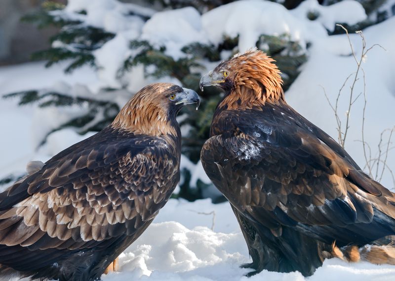 беркуты Беркутыphoto preview