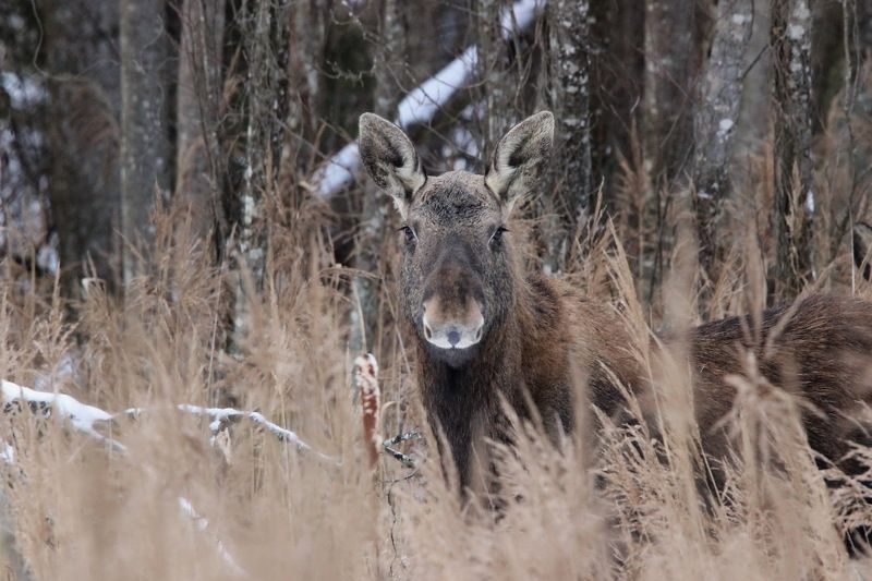 111 111photo preview