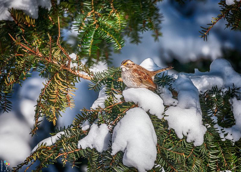 White-throated sparrowphoto preview
