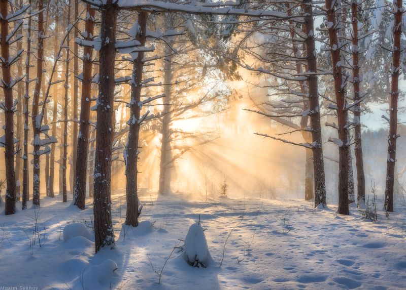 снег, зима, сосны, снегопад, солнце, лучи, ели, закат, лес, чаща, бор, сугробы Сосны сбрасывают шубыphoto preview