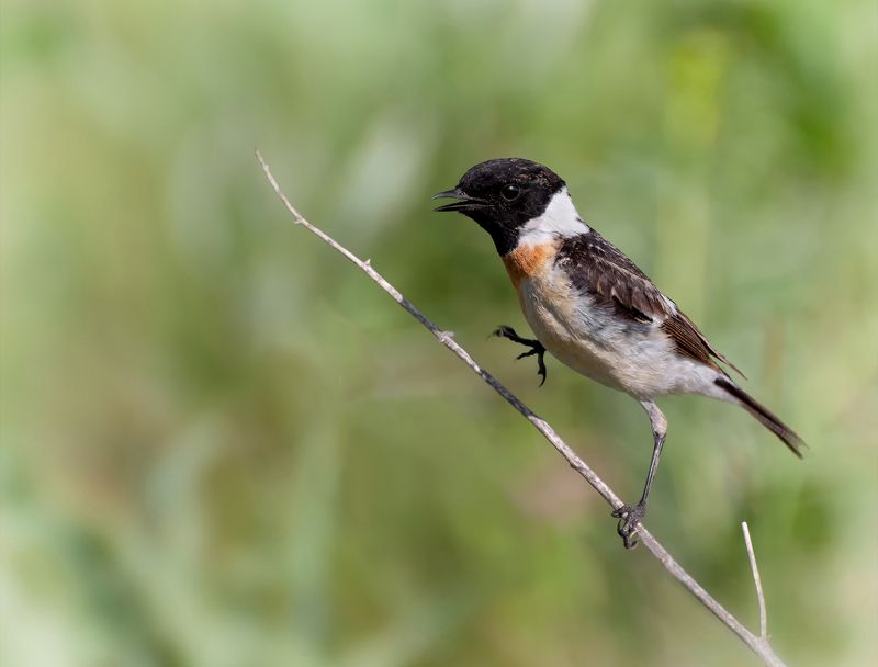 птица, черноголовый чекан, самец, черноголовый чекан..photo preview