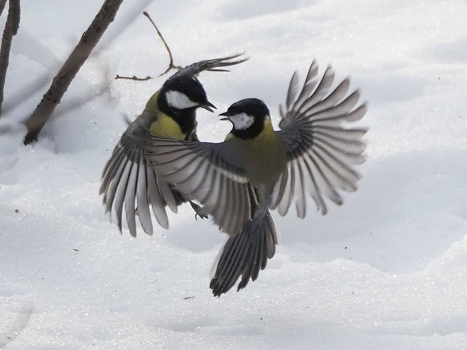бои без правил 1. Автор: Сергей Духанин , Сергей Духанин