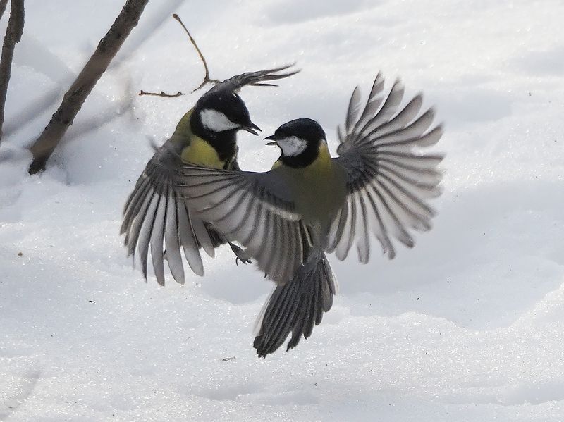 бои без правил 1photo preview