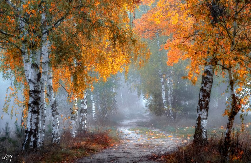 autumn  birches  alley  nature  fog  silence  trees  autumn colors  atmosphere  light  dawn  No People  Outdoors  Season  Photography Autumnphoto preview