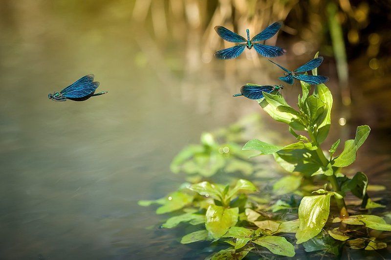 Красотка тёмнокрылая, Красотка-девушка, Природа Красотки-девушкиphoto preview